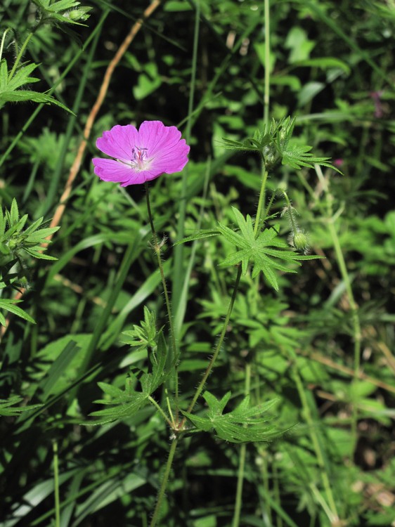 Geranium sanguineum