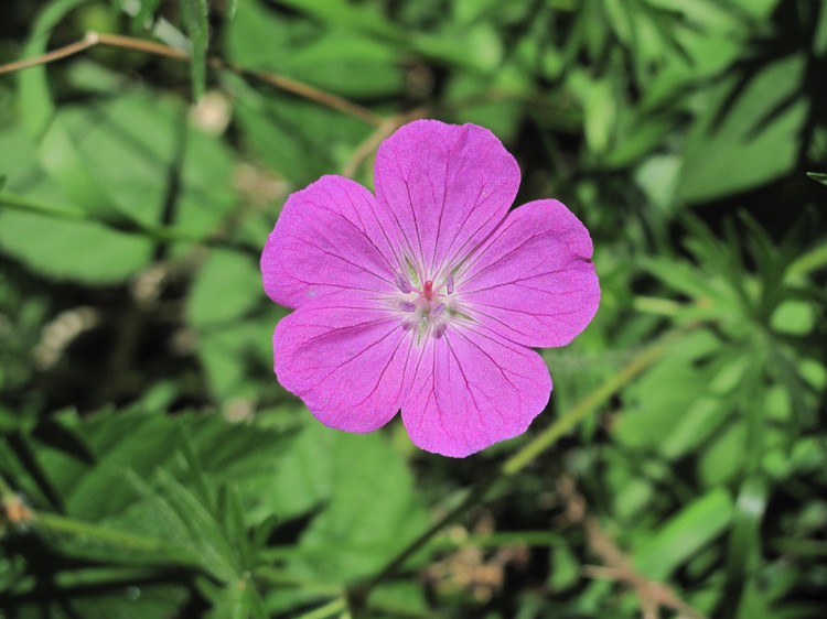 Geranium sanguineum