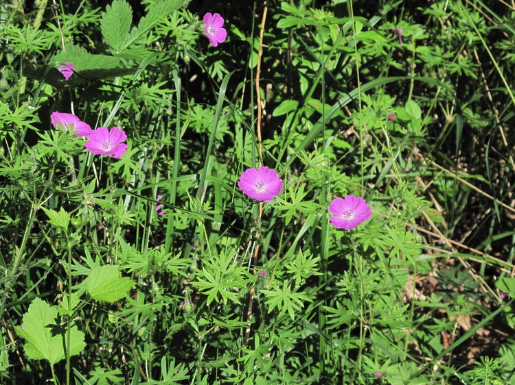 Geranium sanguineum