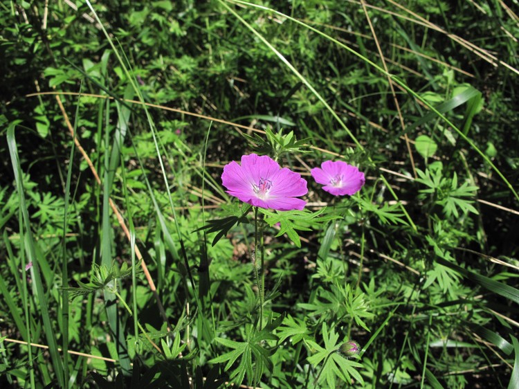Geranium sanguineum