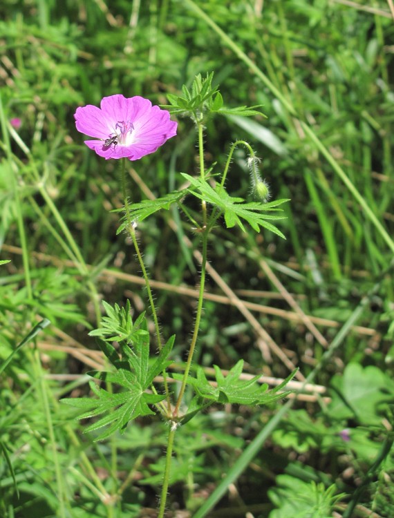 Geranium sanguineum