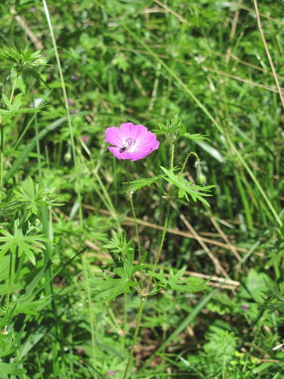 Geranium sanguineum