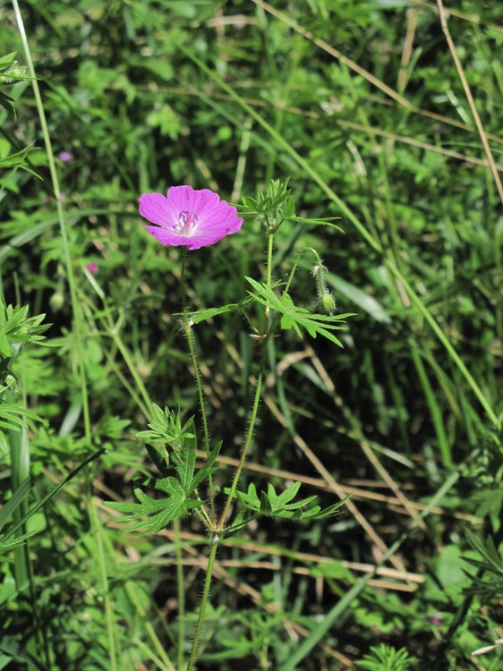 Geranium sanguineum