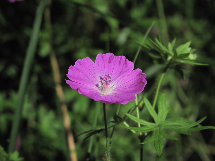 Geranium sanguineum