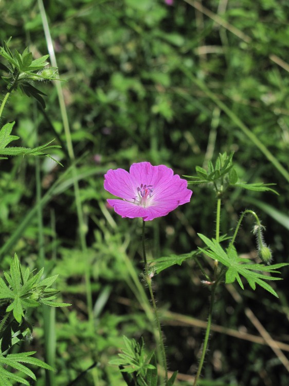 Geranium sanguineum