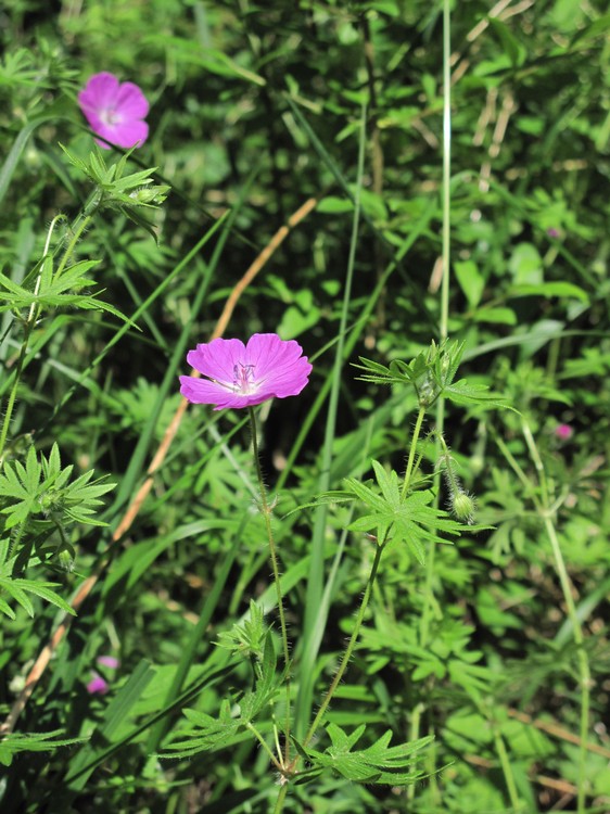 Geranium sanguineum