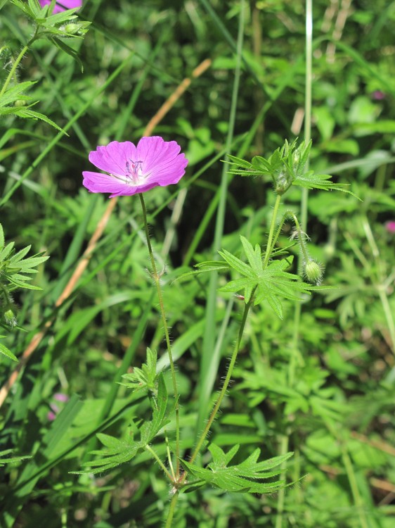 Geranium sanguineum