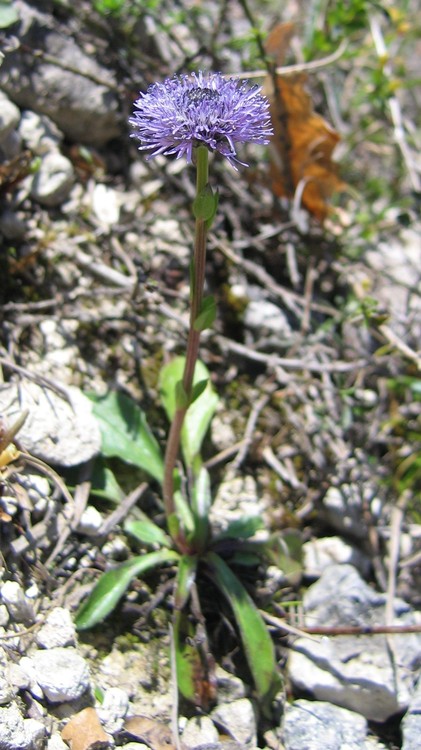 Globularia bisnagarica