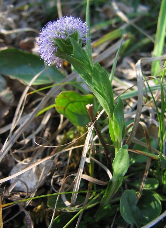 Globularia bisnagarica