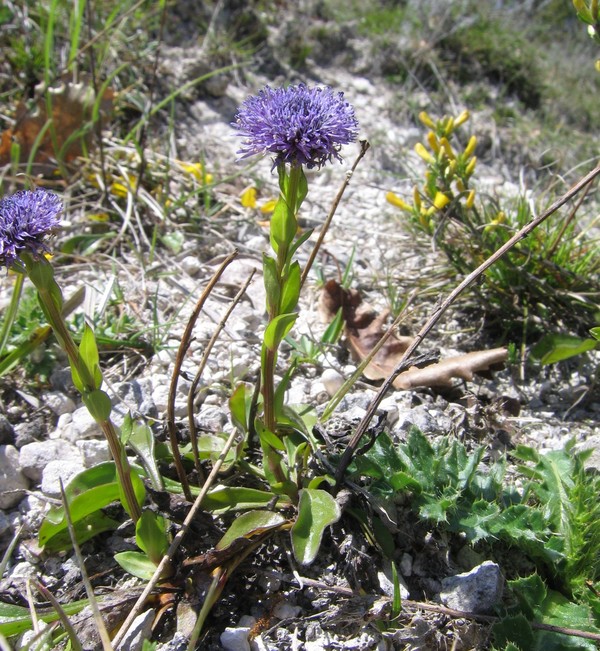 Globularia bisnagarica