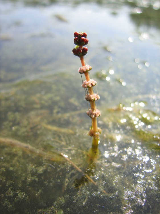 Myriophyllum spicatum