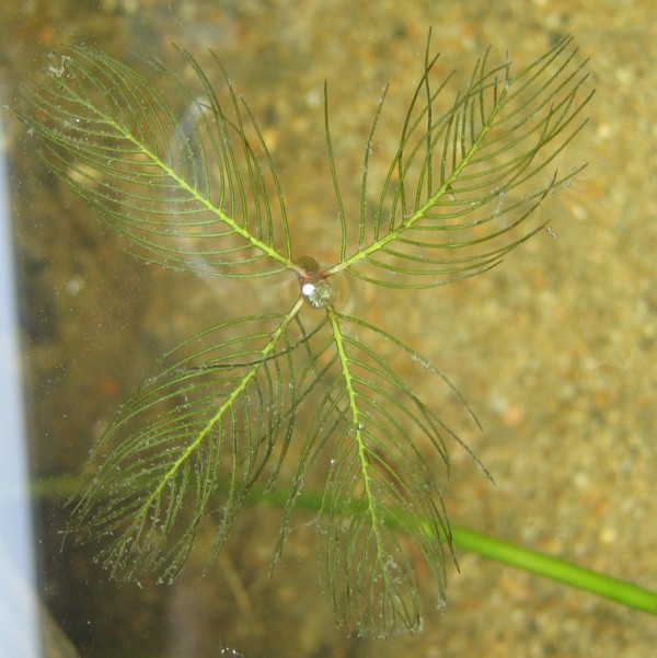 Myriophyllum spicatum
