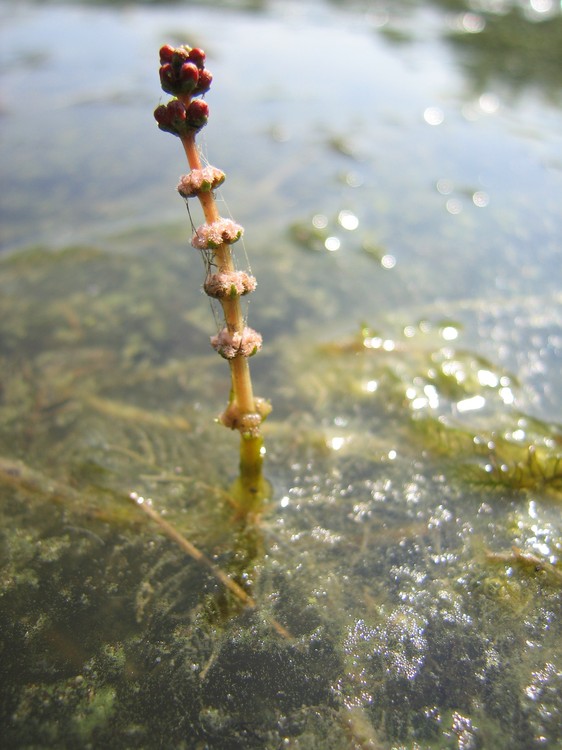 Myriophyllum spicatum