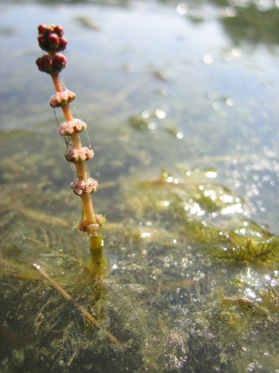 Myriophyllum spicatum