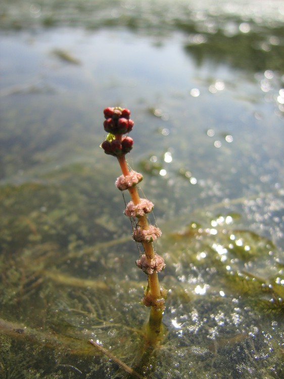 Myriophyllum spicatum