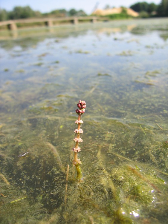 Myriophyllum spicatum