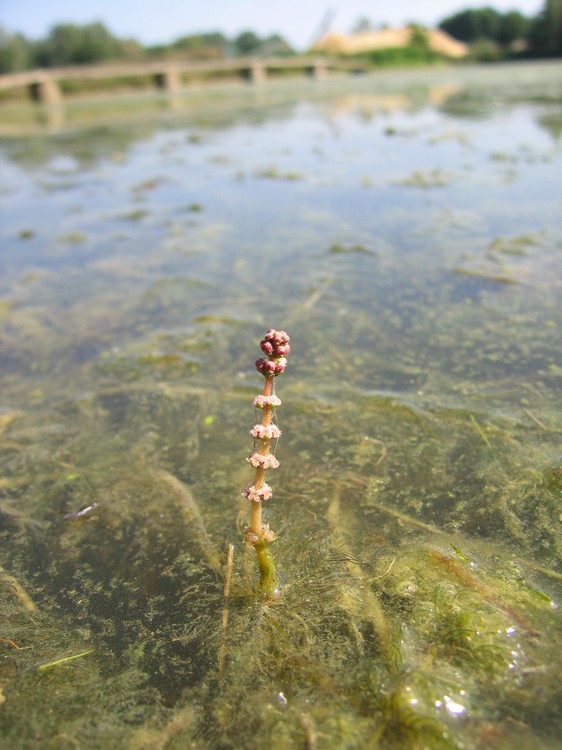 Myriophyllum spicatum