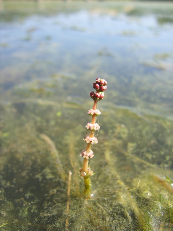 Myriophyllum spicatum