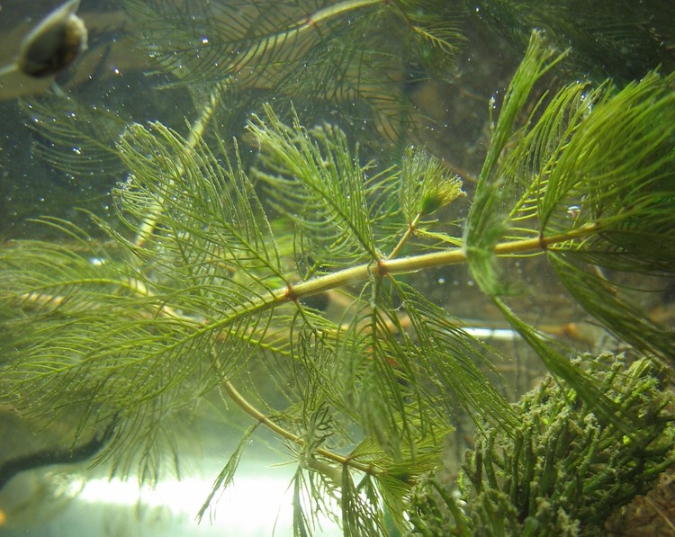 Myriophyllum spicatum