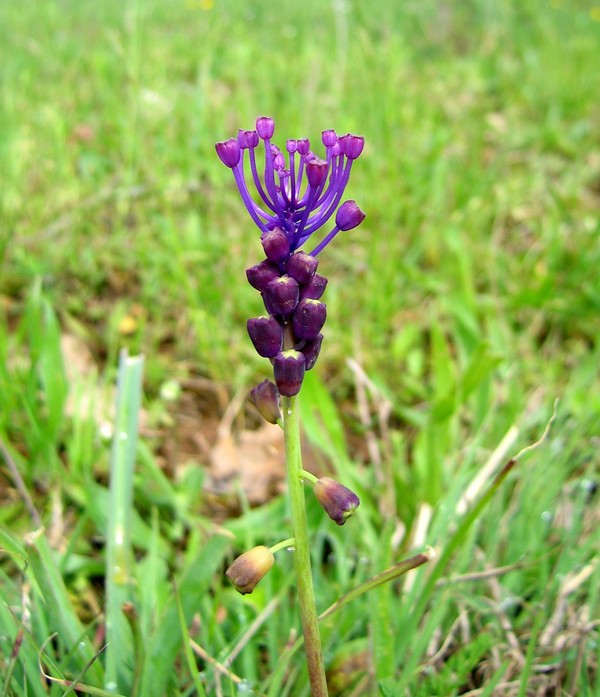 Muscari comosum