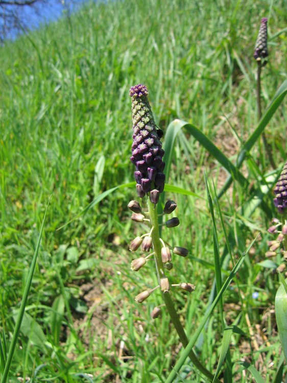 Muscari comosum