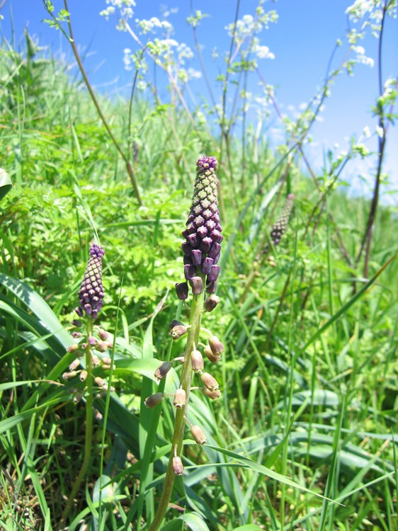 Muscari comosum