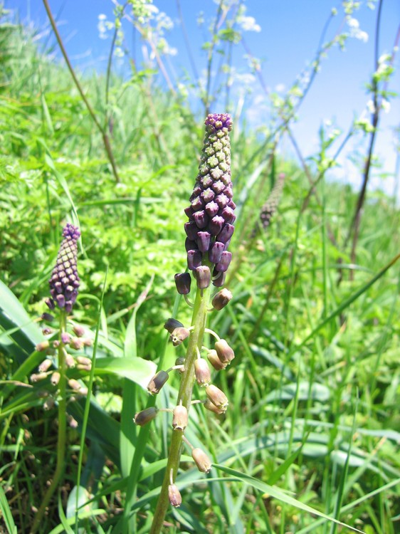Muscari comosum