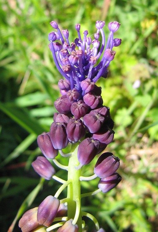 Muscari comosum