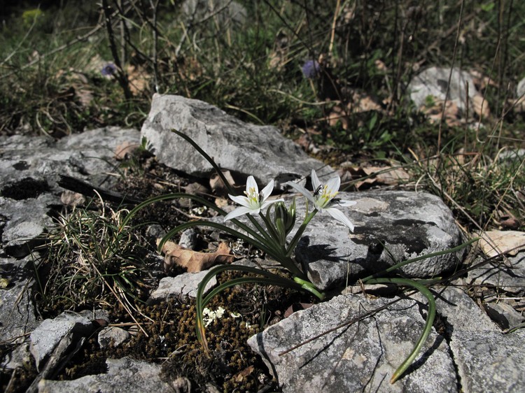 Ornithogalum gussonei