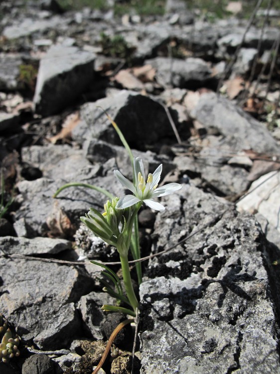 Ornithogalum gussonei
