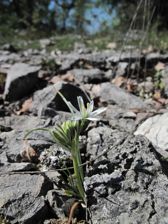 Ornithogalum gussonei