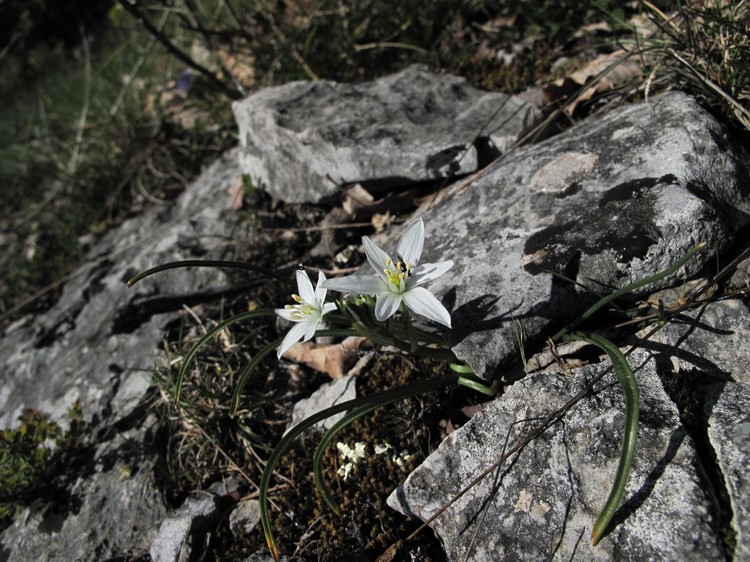 Ornithogalum gussonei