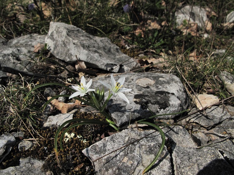 Ornithogalum gussonei