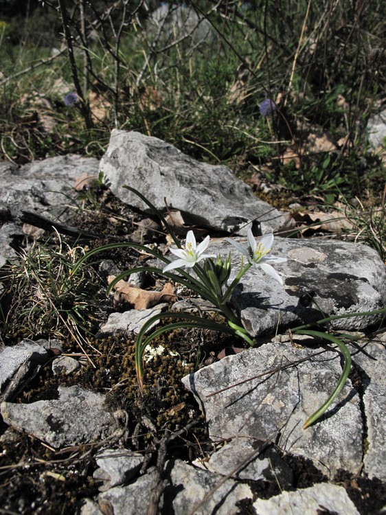 Ornithogalum gussonei