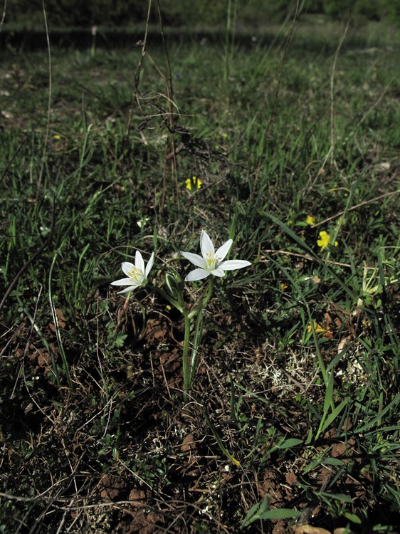 Ornithogalum gussonei