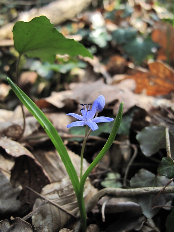 Scilla bifolia