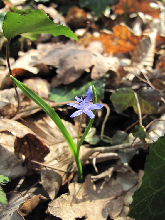 Scilla bifolia