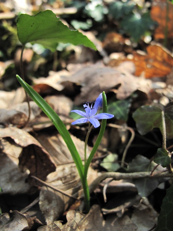 Scilla bifolia