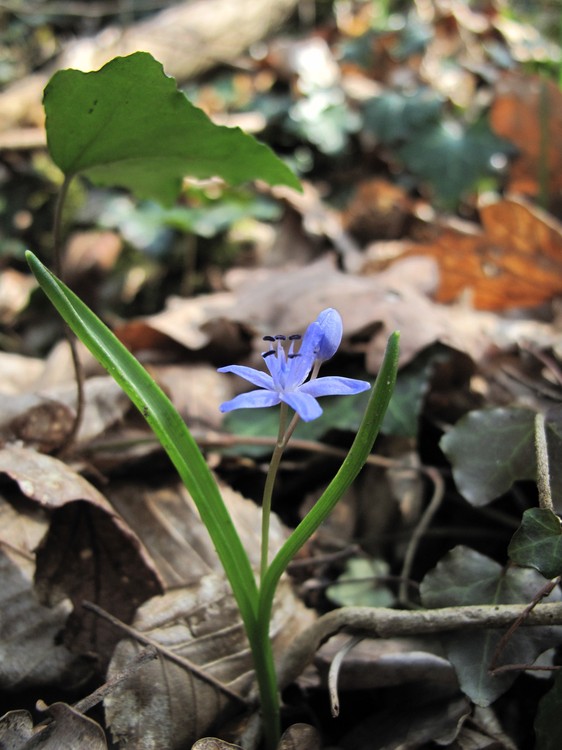 Scilla bifolia