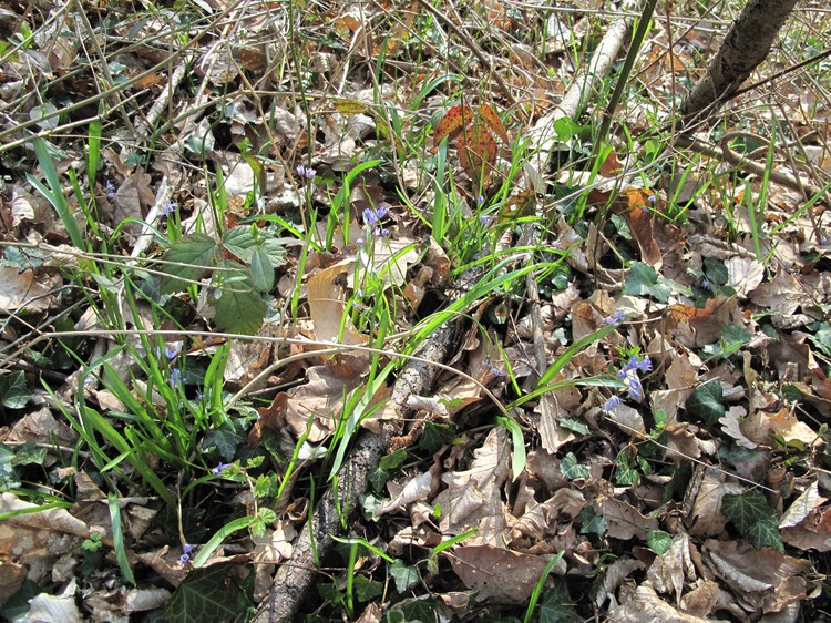 Scilla bifolia