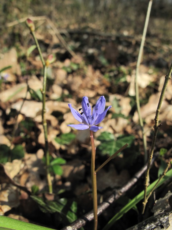 Scilla bifolia