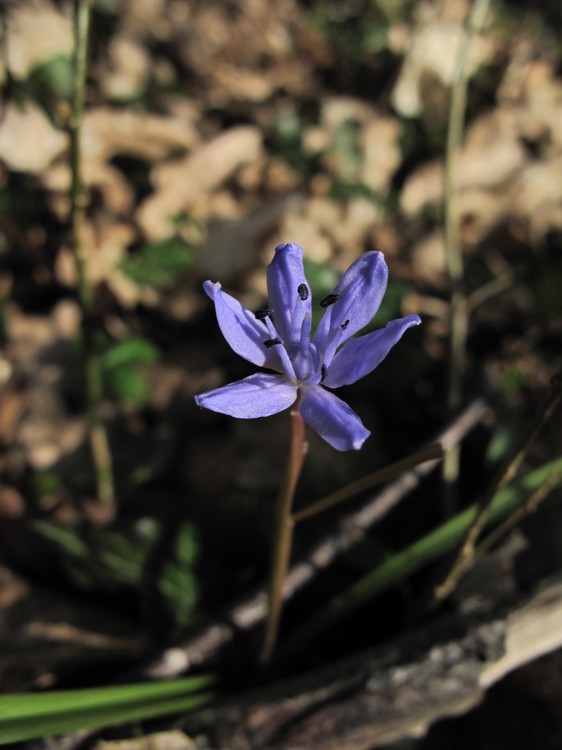 Scilla bifolia