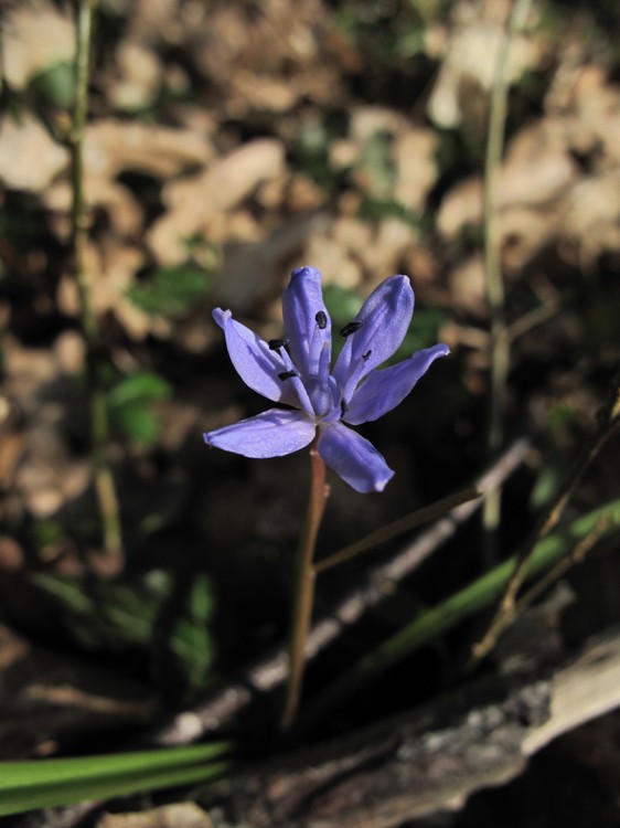 Scilla bifolia