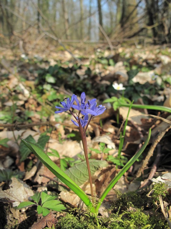 Scilla bifolia