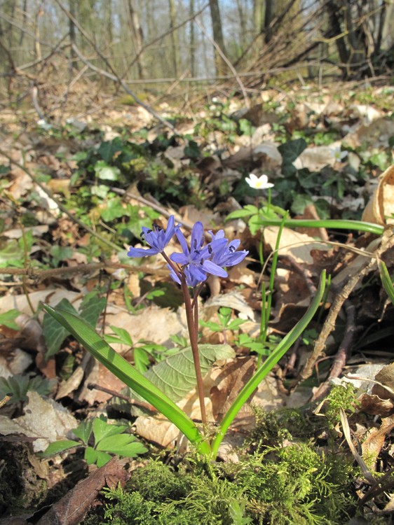 Scilla bifolia