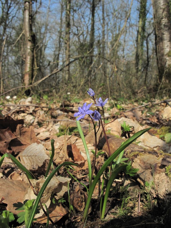 Scilla bifolia