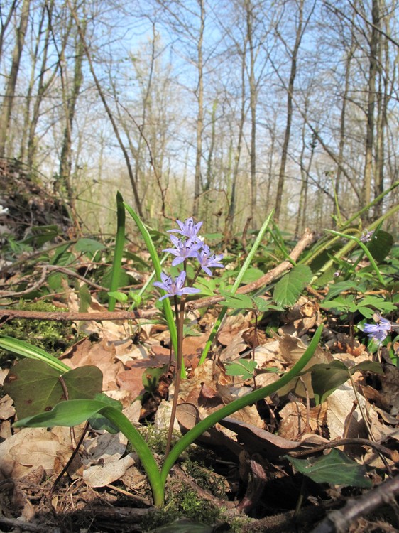 Scilla bifolia