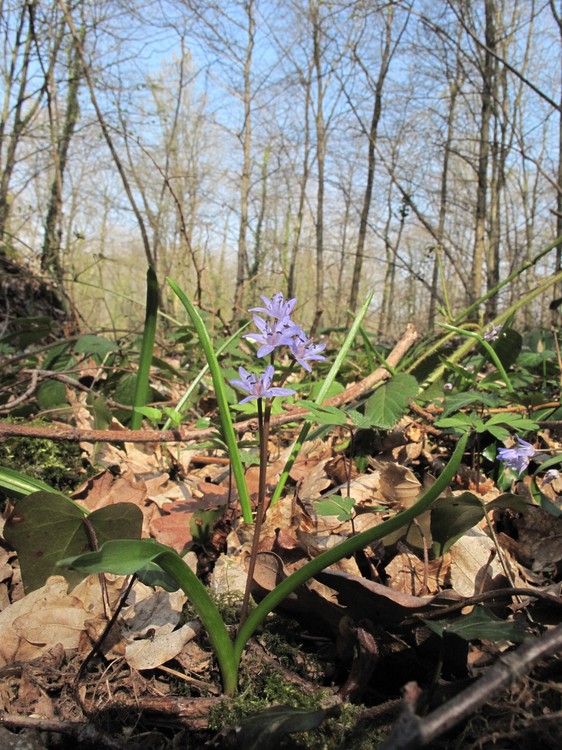 Scilla bifolia
