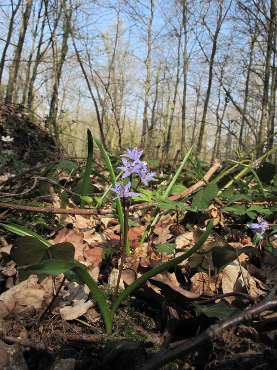 Scilla bifolia