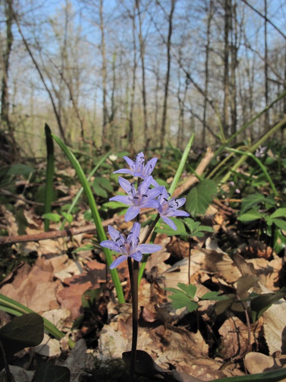 Scilla bifolia